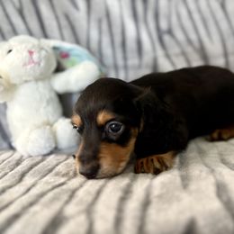 Dachshund Puppies from Kim’s Mini Weiners
