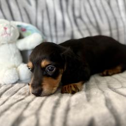 Dachshund Puppies from Kim’s Mini Weiners