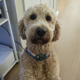 Goldendoodles from Golden Nuggets