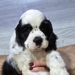 Sergeant - Black and white male Cocker Spaniel puppy in Florence, South Carolina from Reddick's American Cocker Spaniels