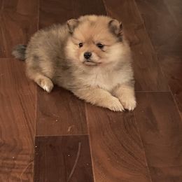 Pomeranian Puppies from Highlander Pomeranians