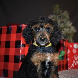 Donner - G5 Yellow Female - Phantom female Poodle puppy in Nelson, Missouri from MD Triple Creek Ranch