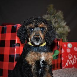 Donner - G5 Yellow Female - Phantom female Poodle puppy in Nelson, Missouri from MD Triple Creek Ranch