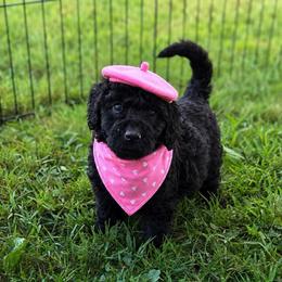 Joy - Black female Goldendoodle puppy in Portland, Tennessee from Happy_Tails_by_TJ