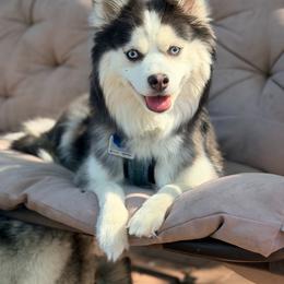 Sauce - Pomsky