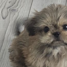Shih Tzus from Mountain Laurel Shihtzu
