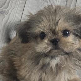 Shih Tzus from Mountain Laurel Shihtzu