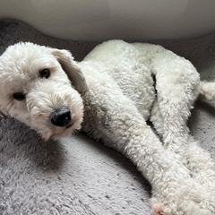 Cockapoos and Double Doodles from Cedar Creek Canines