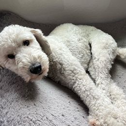 Cockapoos and Double Doodles from Cedar Creek Canines