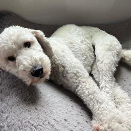 Cockapoos and Double Doodles from Cedar Creek Canines