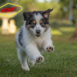 Heart Pink Girl - Black & white female Australian Shepherd puppy in Victoria, Texas from Rocking Diamond/Point Break
