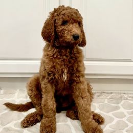 Boy 3 - Red  Goldendoodle puppy in Mount Juliet, Tennessee from Furever Doodle Co