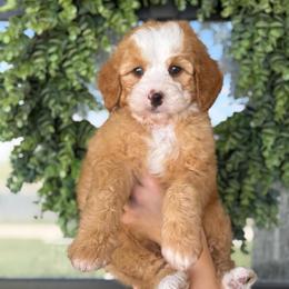 Bryan - Red male Bernedoodle puppy in Spanish Fork, Utah from K Brand Doodles