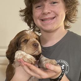 Gabriel - Boy 3 - Liver white and tan English Springer Spaniel puppy in Statesville, North Carolina from Rockin’ Slow Farms