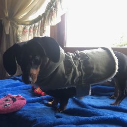 Dachshund All Grown Up from AMC Dachshunds