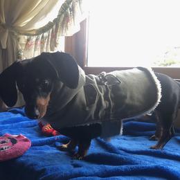 Dachshund All Grown Up from AMC Dachshunds