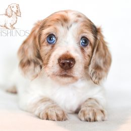 Martini - Piebald female Dachshund puppy in Waco, Texas from LHC Dachsunds