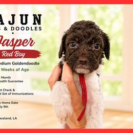 1400.00 Jasper: Red Collar - Parti male Goldendoodle puppy in Raceland, Louisiana from Cajun Doodles