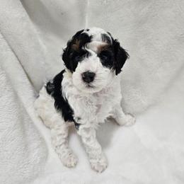 Duke - Parti male Poodle puppy in Puyallup, Washington from Pure Parti Poodles