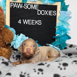 Alfalfa - Fawn (isabella) and tan male Dachshund puppy in Lufkin, Texas from Paw-some Doxies