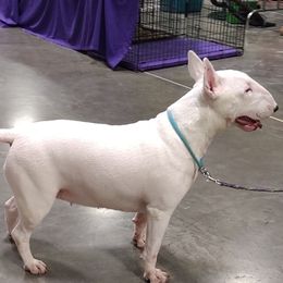 Zeeba - Bull Terrier