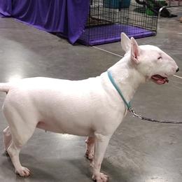 Zeeba - Bull Terrier