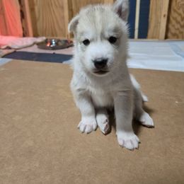 The Gray and White One - Black and white male Companion Cross puppy in Augusta, Maine from Alaskan Huskies of Maine