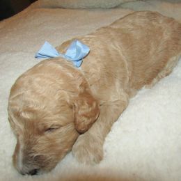 Goldendoodle and Poodle Puppies from David & Patricia Elliott
