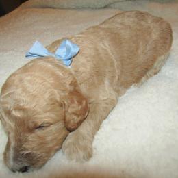 Goldendoodle and Poodle Puppies from David & Patricia Elliott