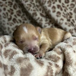 Boy 1 - Apricot male Maltipoo puppy in Clover, South Carolina from Cudi’s Buddies