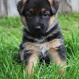 German Shepherd Puppies from Southern Creek (Vom Südlicher Bach) German Shepherds