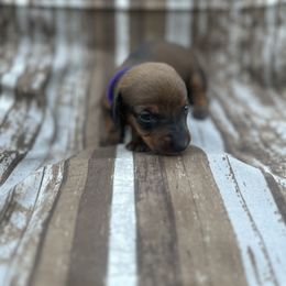 Girl Purple - Dachshund puppy in Modesto, California from Lola’s Doxies