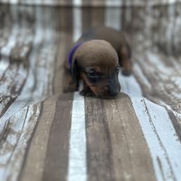 Girl Purple - Dachshund puppy in Modesto, California from Lola’s Doxies