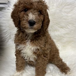 Boy 21 - Red  male Goldendoodle puppy in West Point, Iowa from Circle A Mini Goldendoodles and Mini Bernedoodles