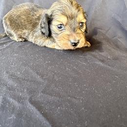 Shaded cream male - Cream male Dachshund puppy in Tonopah, Arizona from Brandie's Dachshunds
