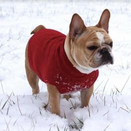 French Bulldogs from Down South Bullies