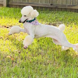 Poodle Puppies from Semmy’s standard Poodle