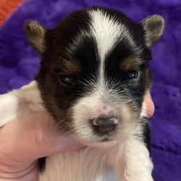 Boy 1 - Black tan and white Biewer Terrier puppy in Shelton, Washington from Olympic Rose Biewer Terriers
