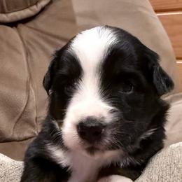 Parker - Black tri male Miniature Australian Shepherd puppy in Romney, West Virginia from South Branch Mini Aussies