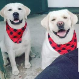 Labrador Retrievers from GoFetchLabs