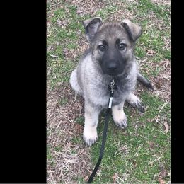 German Shepherd Puppies from Alte Schule Shepherds