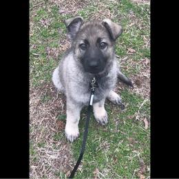 German Shepherd Puppies from Alte Schule Shepherds