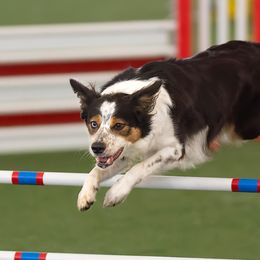 Arya - Border Collie