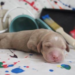 Tootsie - Cream female Dachshund puppy in Pace, Florida from Shoebox Doxie’s