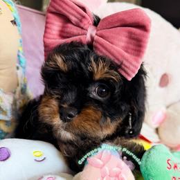 Dahlia Neptune - Black and tan female Cavapoo puppy in Tucson, Arizona from Unicorn Tears and Cavaliers