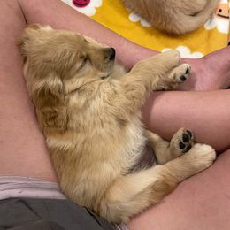 Golden Retriever Puppies from Graciegold Retrievers