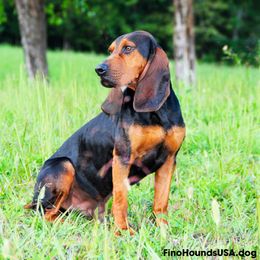 Corso - Colombian Fino Hound