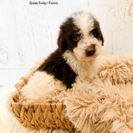 Chocolate Chip Pancake English - Chocolate female Goldendoodle puppy in Grove, Oklahoma from Guinn Family Farms