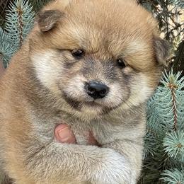 Kuma - Red male Shiba Inu puppy in Winthrop, Minnesota from Kayobi Shibas