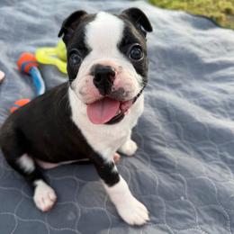 AKC Sketti - Black brindle and white female Boston Terrier puppy in Galena, Kansas from RottNBostons